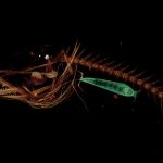Ilmuwan Temukan Monster Laut Misterius Di Dasar Parit Mariana