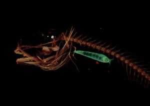 Ilmuwan Temukan Monster Laut Misterius Di Dasar Parit Mariana