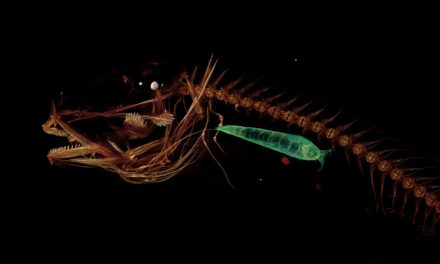 Ilmuwan Temukan Monster Laut Misterius Di Dasar Parit Mariana