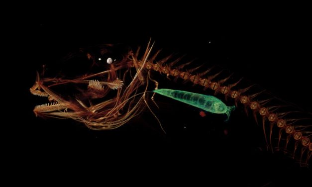 Ilmuwan Temukan Monster Laut Misterius Di Dasar Parit Mariana