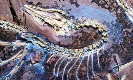 Fosil Dinosaurus Bersayap Unik Di Temukan Di Patagonia