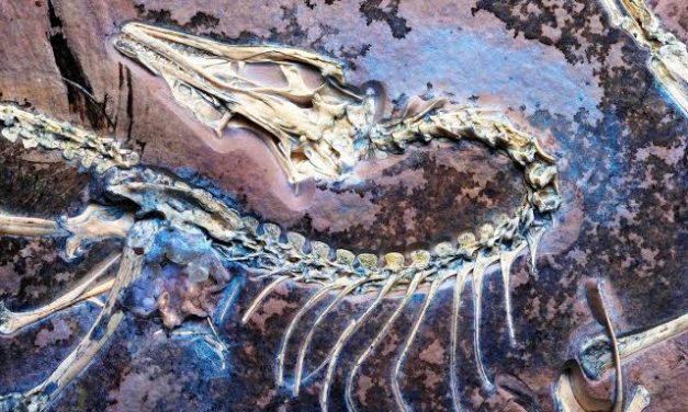 Fosil Dinosaurus Bersayap Unik Di Temukan Di Patagonia