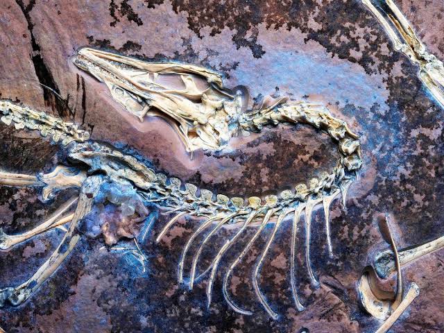 Fosil Dinosaurus Bersayap Unik Di Temukan Di Patagonia