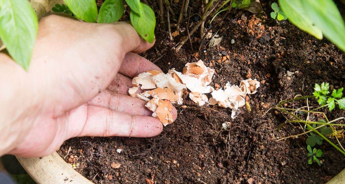 Sulap Cangkang Telur Bekas Jadi Pupuk Kalsium Tanaman Cabai