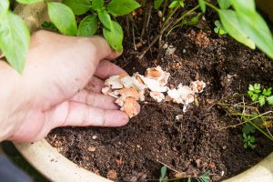 Sulap Cangkang Telur Bekas Jadi Pupuk Kalsium Tanaman Cabai