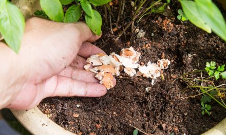 Sulap Cangkang Telur Bekas Jadi Pupuk Kalsium Tanaman Cabai